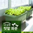 싱싱텃밭 | 🌱 30L 대형 텃밭화분 후기✨ 베란다에서 상추·대파 키우기 딱 좋은 홈가드닝 화분