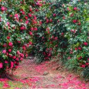 동백나무꽃(Camellia) 이미지