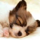 이쁜멍멍이 이미지