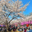 경기도차오름터 | 경기도 봄꽃 명소 부천 원미산 진달래 축제 가는길 주차 준비물