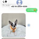 비비펫미용 이미지