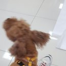 스마일플러스동물병원 이미지