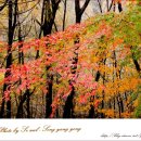 진산휴양림 이미지