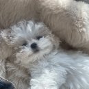 뽀시래기 이미지