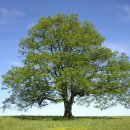 물푸레나무(Fraxinus lanuginosa) 이미지