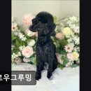 멜로우 그루밍 네이버블로그