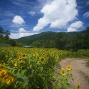 해바라기 이미지