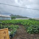 주희네 농장 이미지