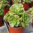 김재성농장 이미지