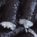 사천충무김밥 이미지