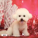 꿈꾸는 강아지 이미지