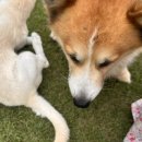 작은마을, 작은숲 이미지