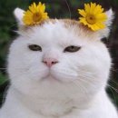 기아오토큐에서 뒷범퍼안테나 교체한 후기