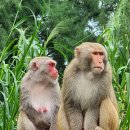 베트남 다낭에서 원숭이 가족을 만나다 이미지
