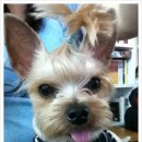 멍멍 스타일 이미지