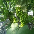 예성농장 이미지