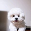 갈매동물병원 | 갈매동물병원 만족스런 후기!