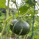 솔밭농장 이미지