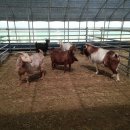 우리염소 이미지