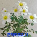 사랑초 쿤자이트와 골드러쉬 2분 이미지