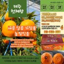 서귀포 보목 다우렁길 농장 천혜향 2차 주문 완판! (1/29 월요일발송)