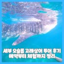 6023 | 세부 오슬롭 고래상어 투어 후기 예약부터 체험까지 정리