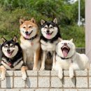 빌라누트 이미지