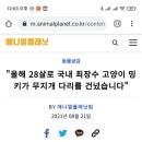 "올해 28살로 국내 최장수 고양이 밍키가 무지개 다리를 건넜습니다" 이미지