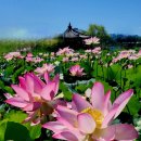 ♡함안연꽃테마파크 및 고려동유적지 배롱나무꽃 활짝 이미지