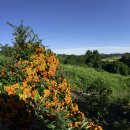 금수산 농원 이미지