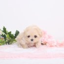 키즈멍 안양본점 이미지