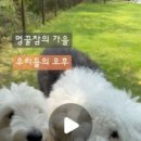 멍꿀잠 이미지
