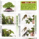2014 근대분재 9월호 소품분재만들기(중국단풍나무) ! 이미지