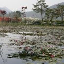 원불교 연꽃방죽 이미지