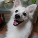 꾸미애견 네이버블로그