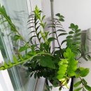 수경이네 세탁소 이미지