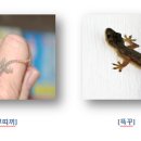 뿌띠 이미지