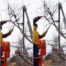 사과나무 전지(가지치기) 전정 방법 가지줍기 이미지