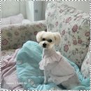 멍뭉살롱 이미지