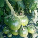 김용대농장 이미지