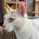 동물보육원 화성 향남지부 | 화성 고양이 장기 위탁 vs 파양, 우리 가족에게 맞는 선택은?