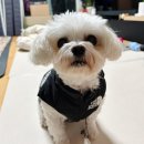 맘앤독스 | 겨울철 반려견 패딩 독스페이스 구매 및 착샷 후기