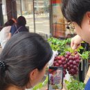 (주)레드붐 | 구하기 힘든 레드클라렛, 레드샤인머스켓 후기