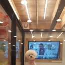 헤이독 이미지