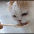캣츠하우스