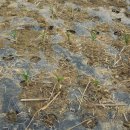 시동농장 이미지