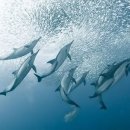 풍경의 바다 이미지