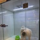 도그마루 강아지 고양이 부산점 이미지