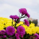 서구청 옥상생태공원 이미지