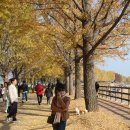 곡교천 은행나무길 이미지